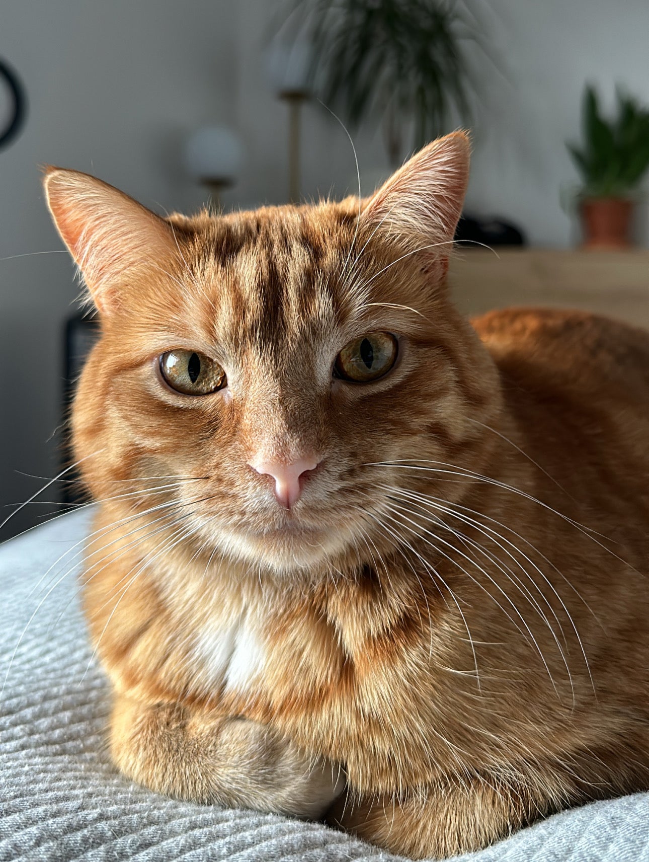 Cubes de cire - Pattes à Biscuit